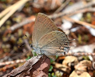 HAIRSTREAK, HEDGEROW (Satyrium saepium) (6-3--2021) low divide road, del norte co, ca -02
