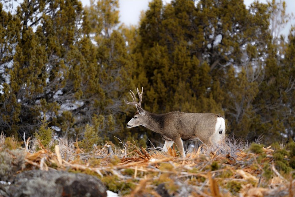 Mule deer in winter range project area in S. Utah