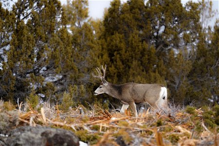 Mule deer in winter range project area in S. Utah