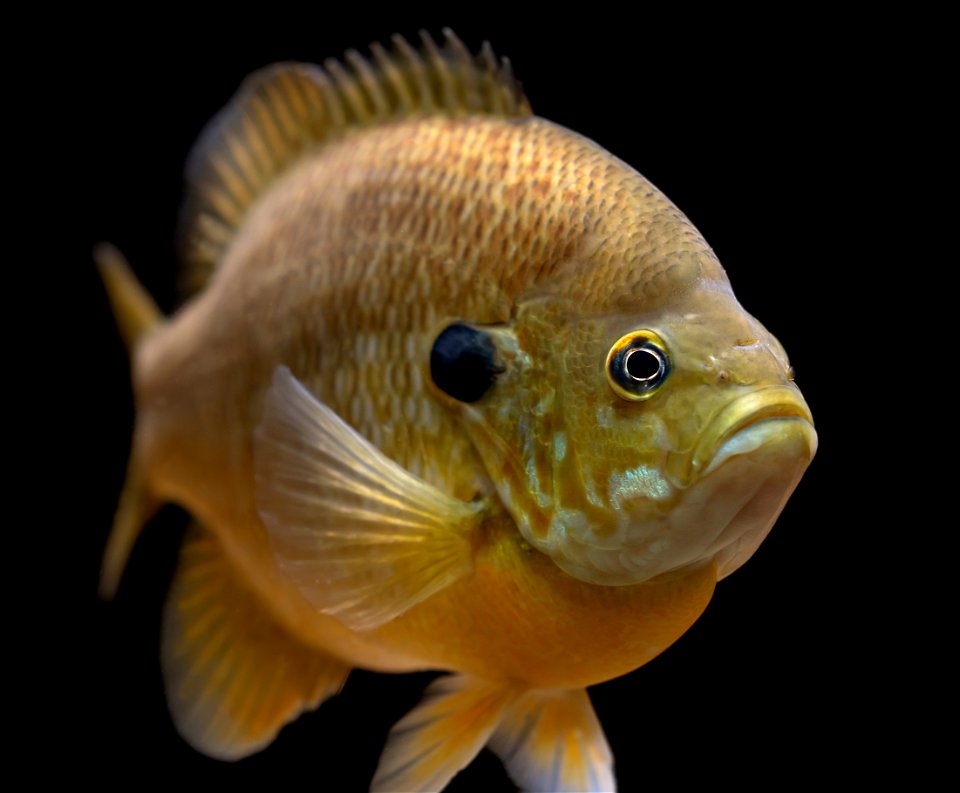 Hybrid Sunfish (Lepomis sp. x Lepomis sp.)
