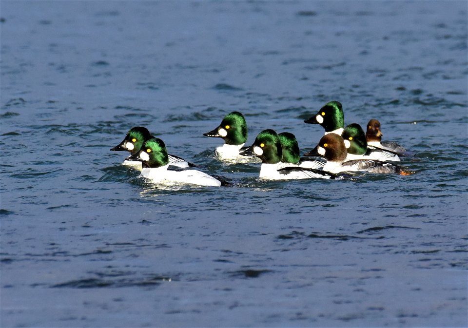 Common goldeneye at Seedskadee National Wildlife Refuge