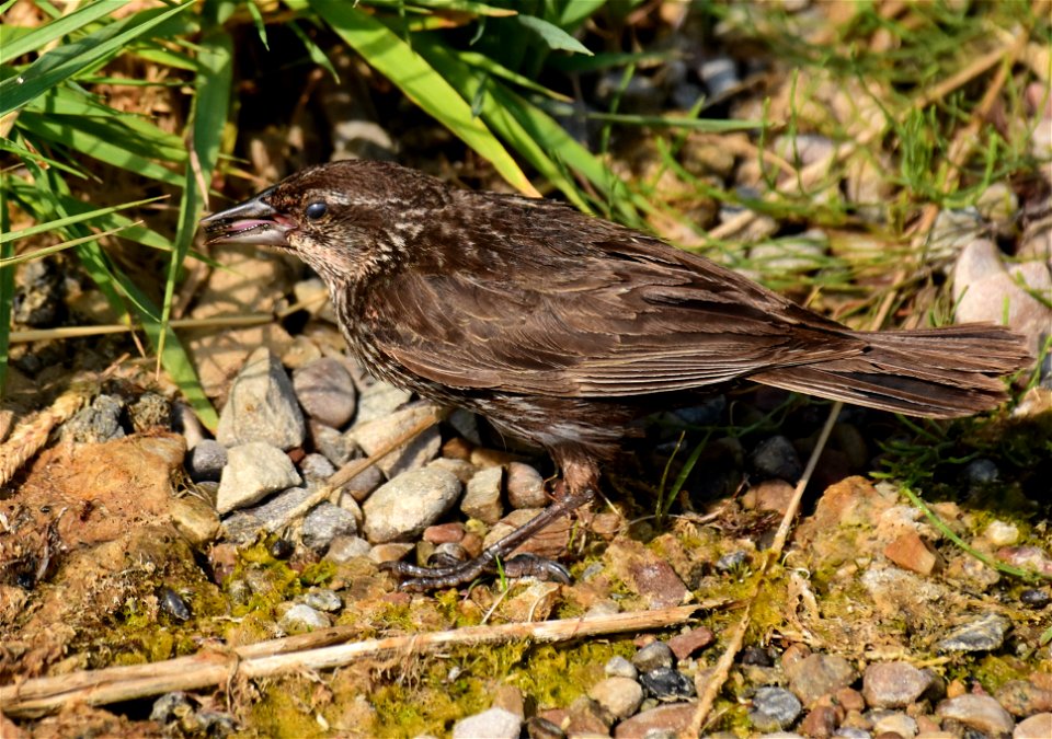 Red-winged blackbird at Seedskadee National Wildlife Refuge