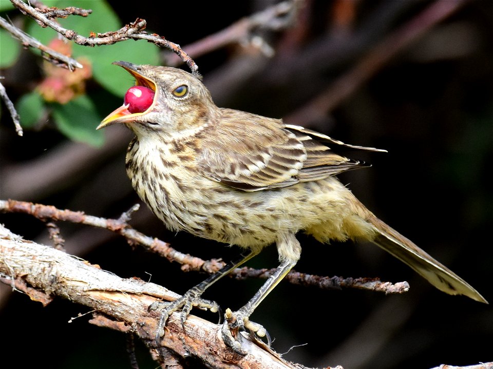 Sage thrasher at Seedskadee National Wildlife Refuge