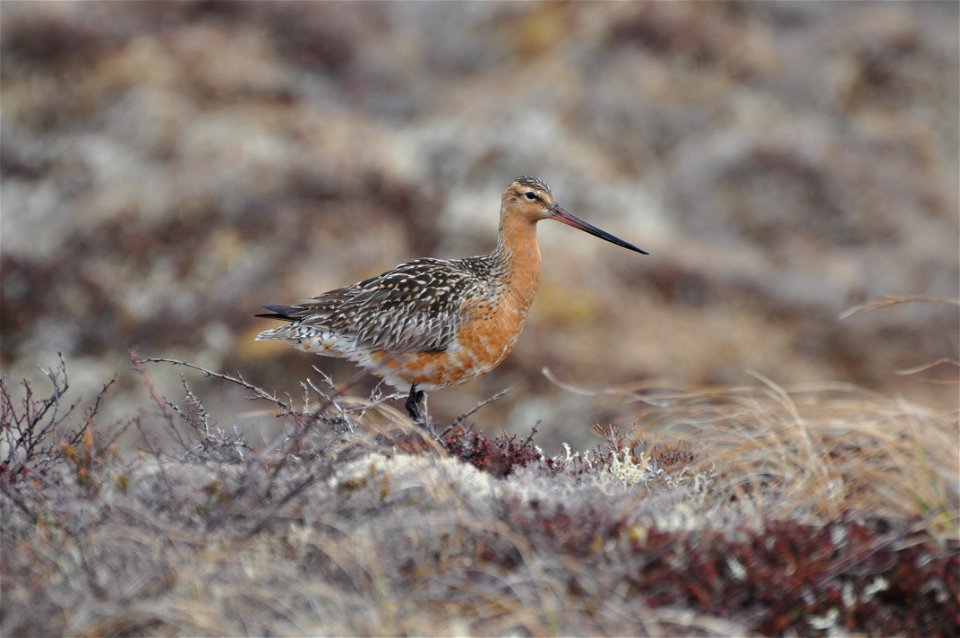 Bar-tailed Godwit photo