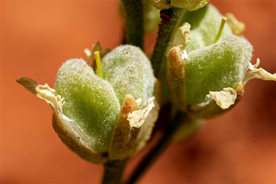 Physaria acutifolia