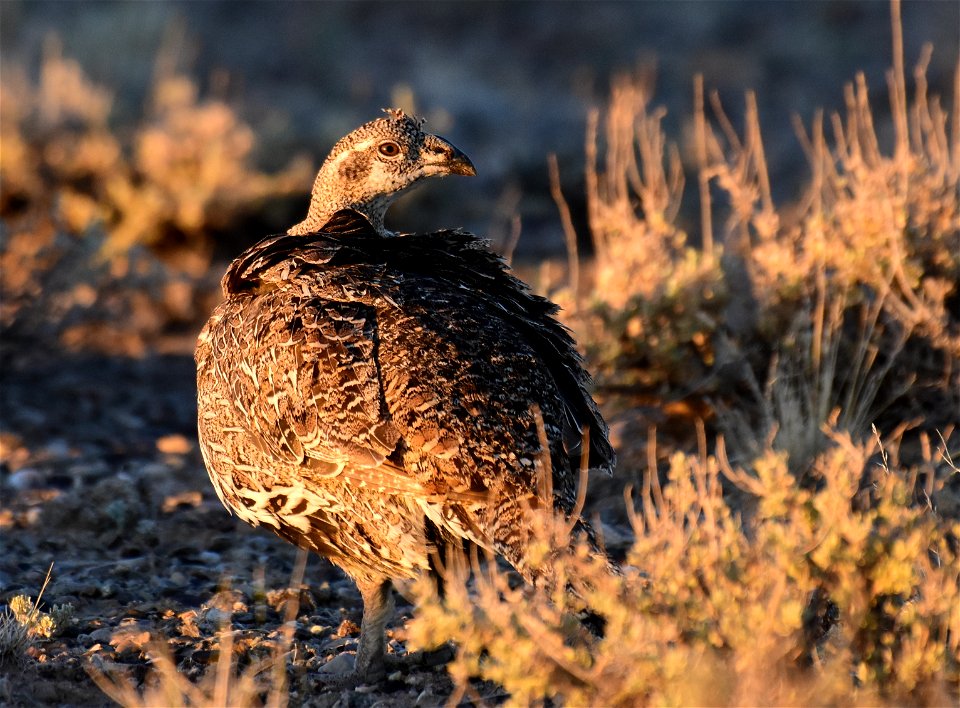 Greater sage-grouse at Seedskadee National Wildlife Refuge