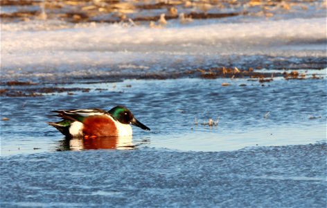 Northern Shoveler Huron Wetland Management District photo