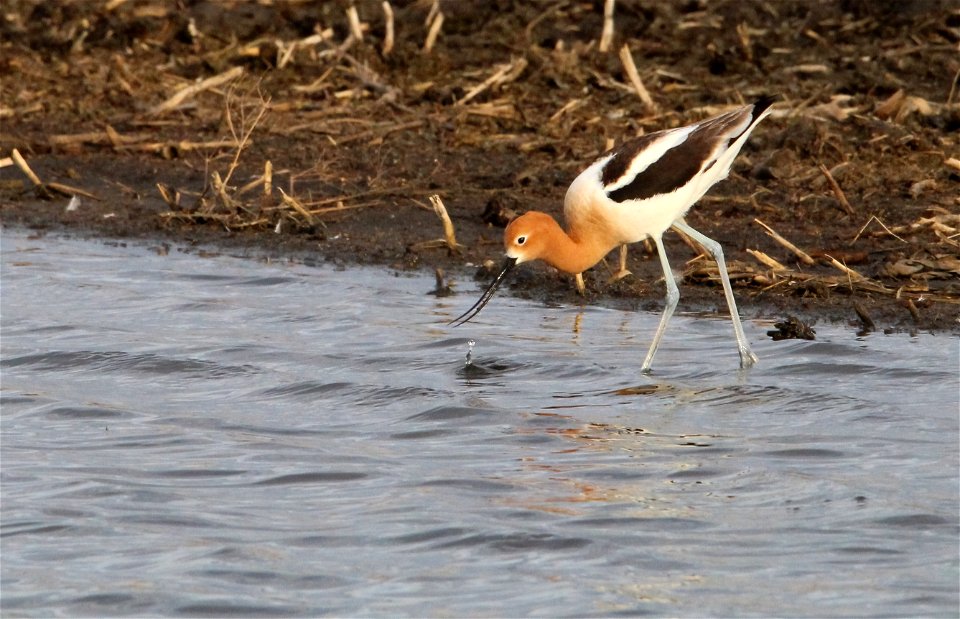 American Avocet Huron Wetland Management District, South Dakota