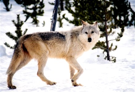 Gray Wolf photo