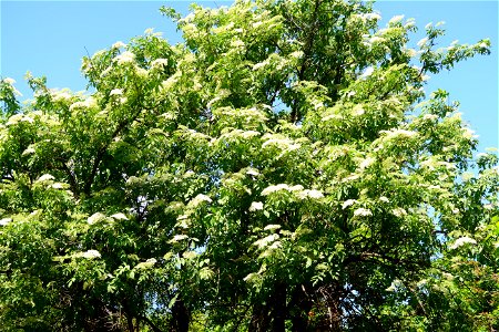Sfanta-Vineri_cemtery- (35)