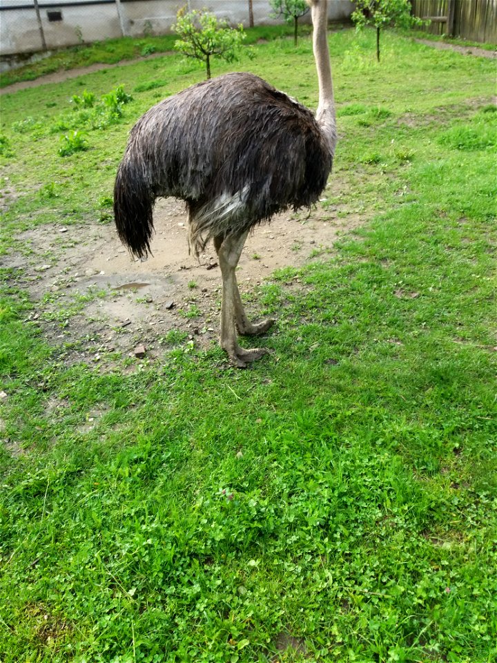 Ostrich