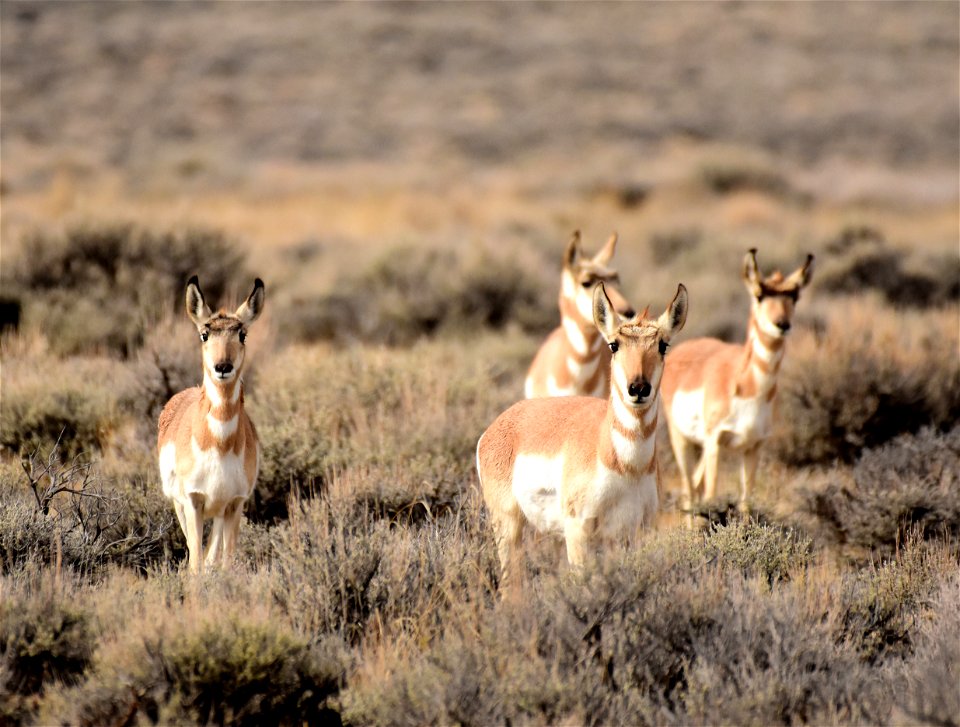 Pronghorn at Seedskadee National Wildlife Refuge