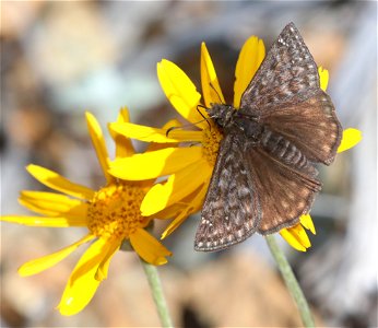 DUSKYWING, PACUVIUS  (Erynnis pacuvius) (6-16-2021) male, approx 4200 ft, along ship mt rd, smith river n rec area, del norte co, ca -01