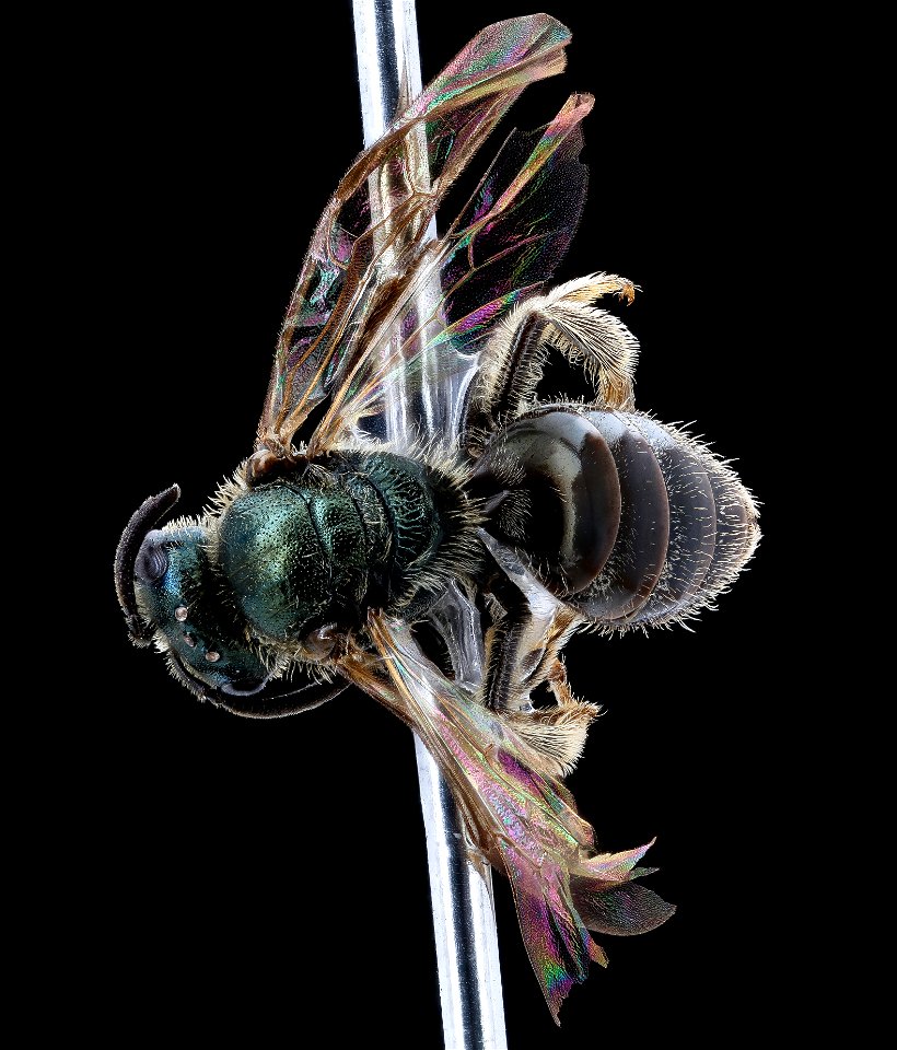 Lasioglossum tenax, f, North Carolina, back_2020-12-18-18.04.25 ZS PMax UDR
