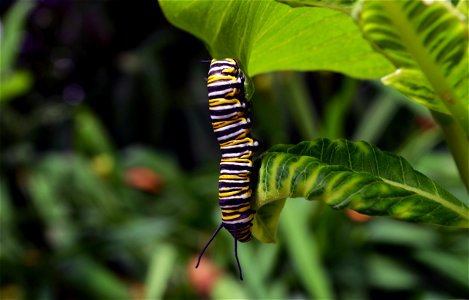 Monarch caterpillar on common milkweed in Minnesota