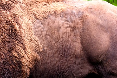 Skin texture of bison