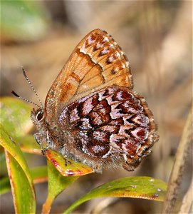 ELFIN, WESTERN PINE (Callophrys eryphon) (04-21-2022) south tolowa dunes state park, del norte co, ca -01