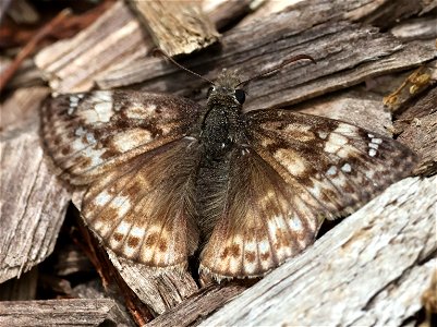 DUSKYWING, JUVENAL'S (Erynnis juvenalis) (05-02-2023) north carolina arboretum, near ashville, buncombe co, nc -08 worn female