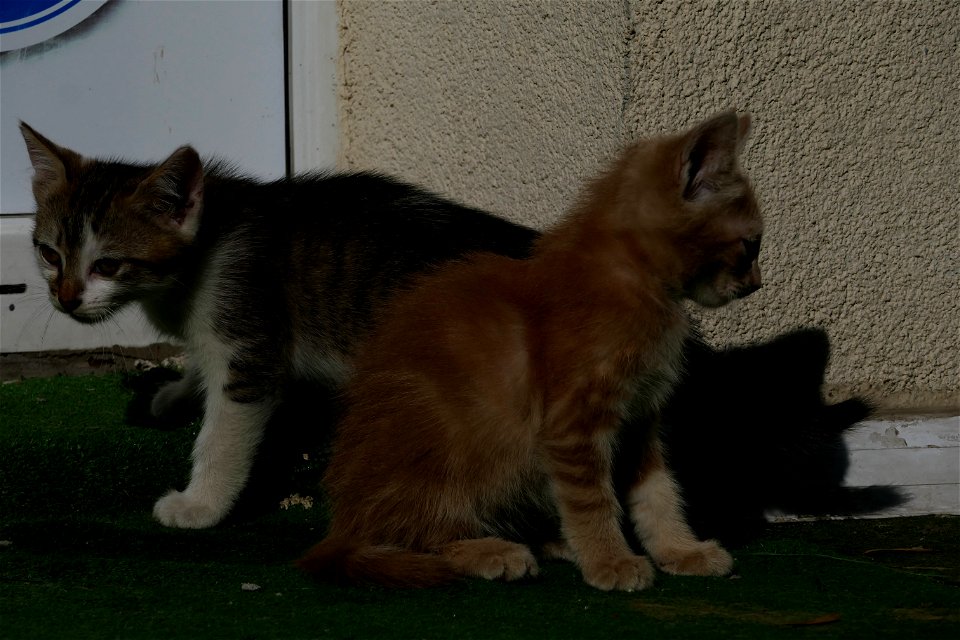 independent-cats_2017_0624_082812(1)