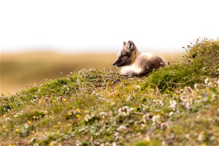 Juvenile Arctic fox photo
