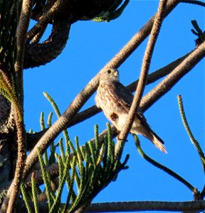 Merlin ( Prairie )