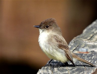 2022-Eastern-Phoebe-01 photo