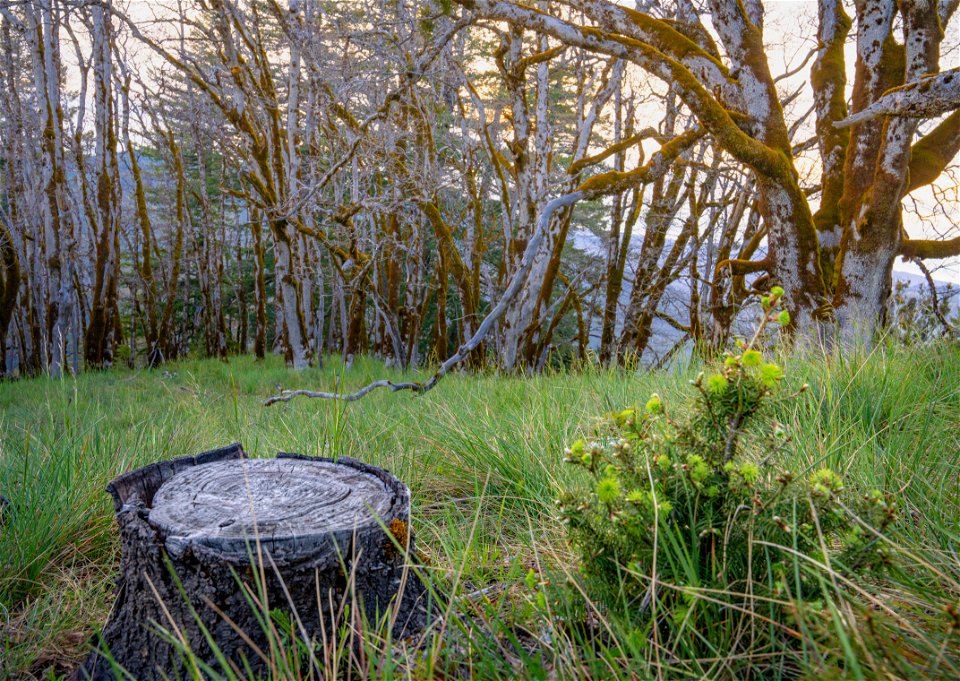 Lacks Creek Management Area