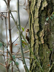 Treecreeper 1 photo