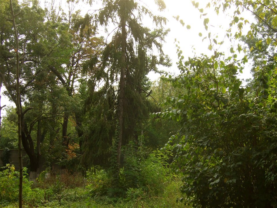 ploaie Panduri (14)