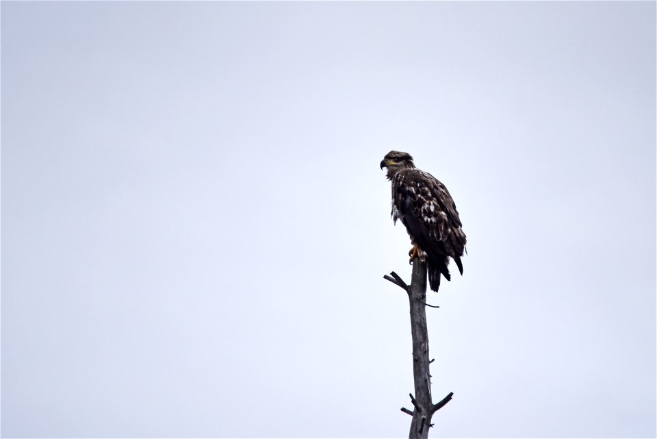 Juvenile bald eagle
