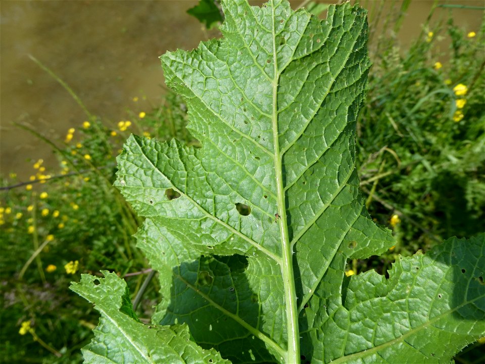 Brassica nigra (L.) W.D.J.Koch, 1833
