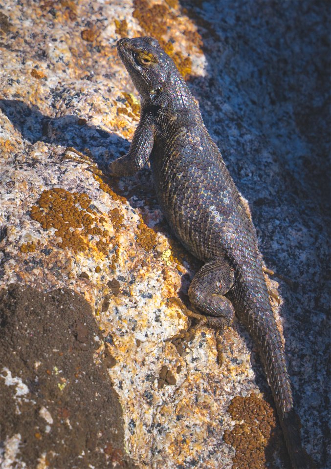 Great Basin Fence Lizard photo
