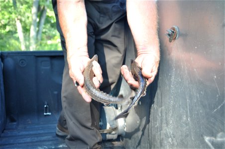 Sturgeon Streamside Rearing UNit