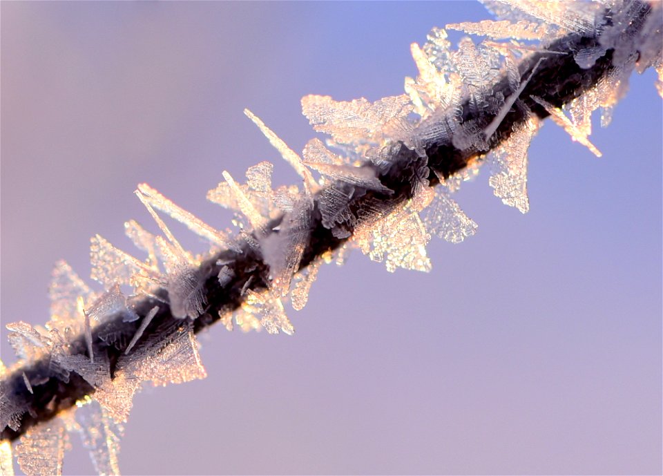 Hoar frost on narrow leaf cottonwood at Seedskadee NWR