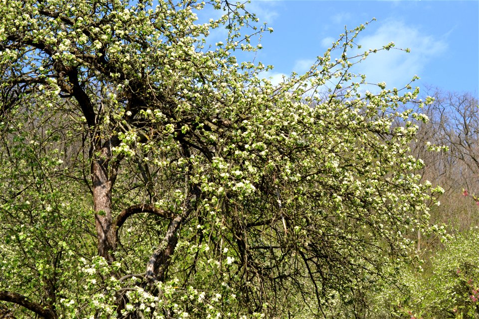 Spring ,April 2023