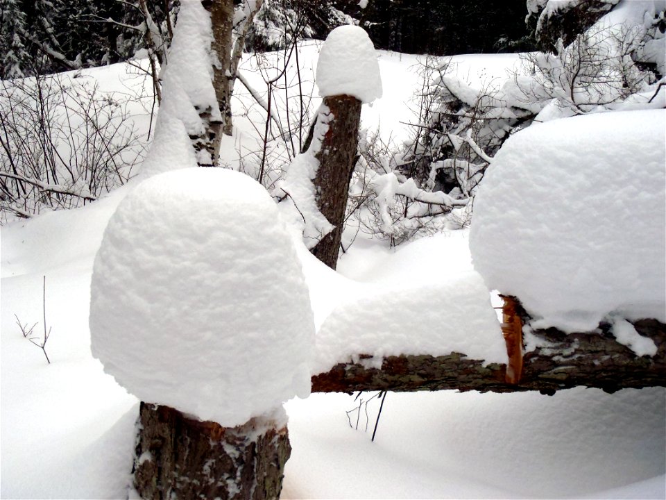 Winter at Seney National Wildlife Refuge photo