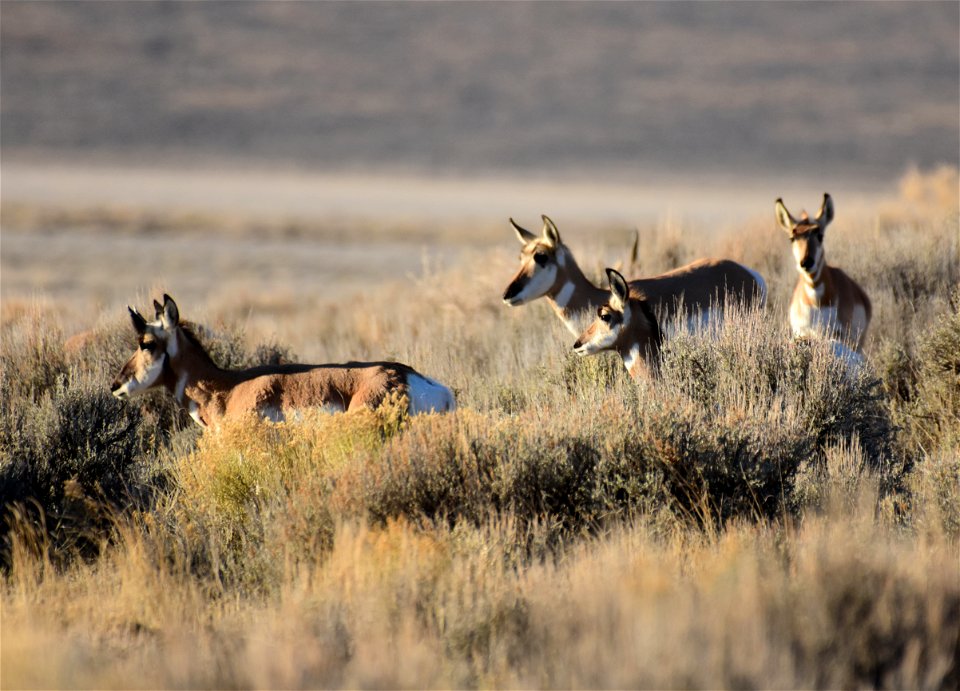 Pronghorn at Seedskadee National Wildlife Refuge
