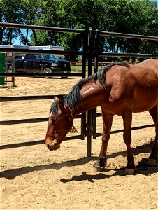 Wild Horse & Burro Adoption at Rancho Murieta
