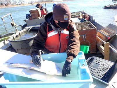 Ultrasounding Pallid Sturgeon photo