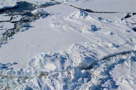 Polar bear on sea ice photo