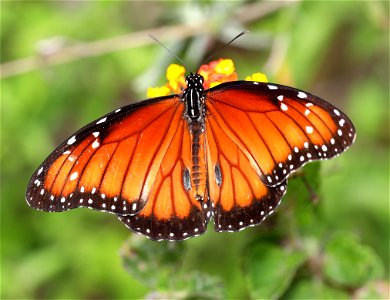 SOLDIER (Danaus eresimus) (12-03-2021) the butterfly center, hidalgo co, tx -01