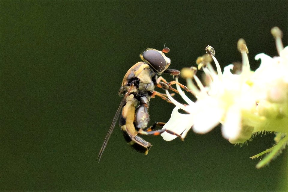 Syritta pipiens