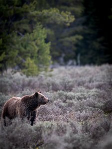 grizzly bear #399 and cub of the year emerge from hibernation on May 16, 2023 - 4 photo
