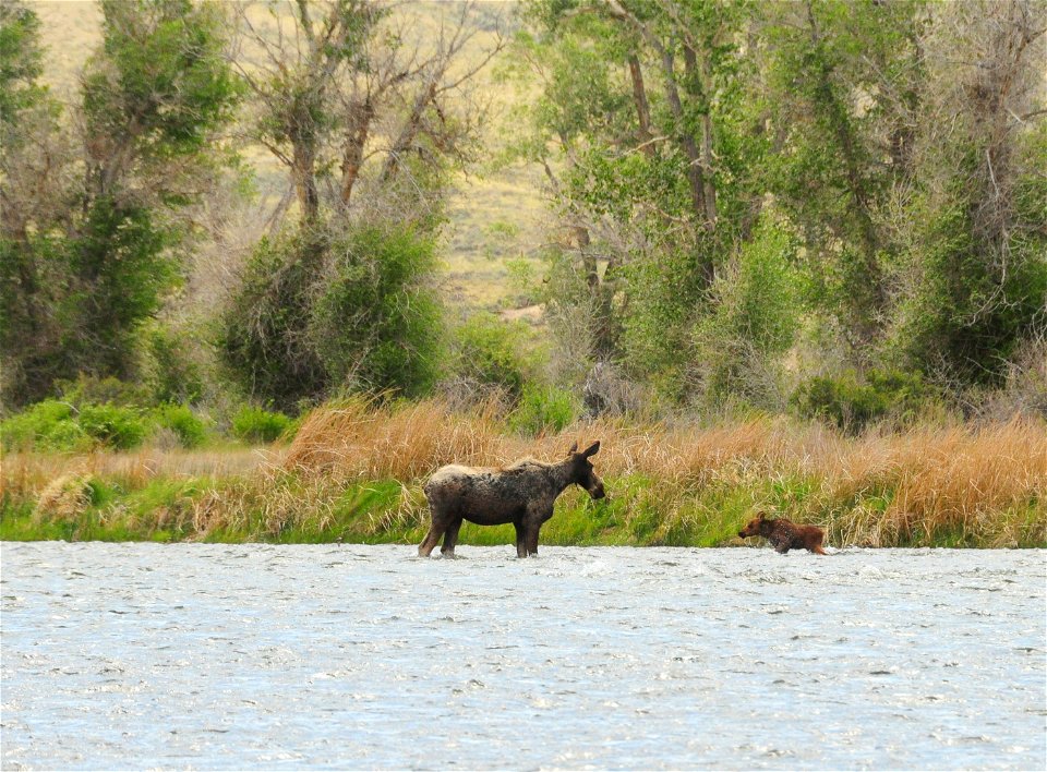 Moose at Seedskadee National Wildlife Refuge photo