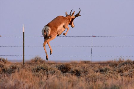 Pronghorn at Seedskadee National Wildlife Refuge