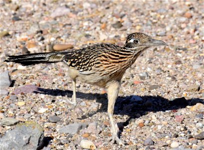 Greater roadrunner in Arizona photo