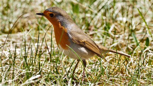 Dann auf die Wiese fliegen und die Beute aufsammeln.