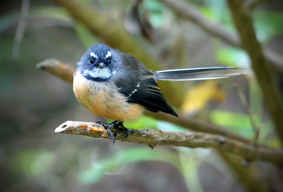 New Zealand Fantail.