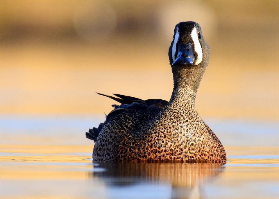 Blue-winged teal at Seedskadee National Wildlife Refuge