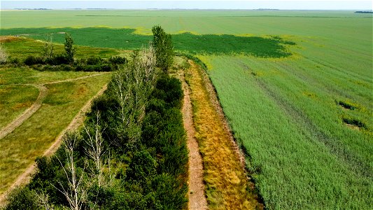 Out on the South Shelterbelt